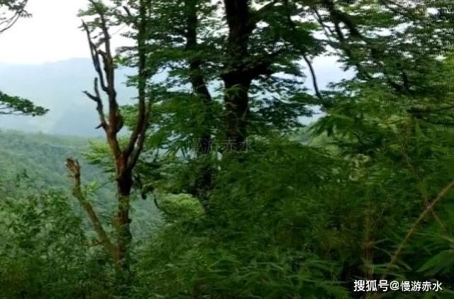 企鹅回城5之飞渡横木