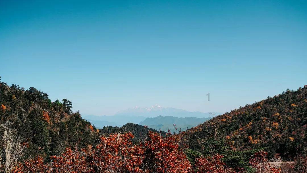 虫虫助手下载